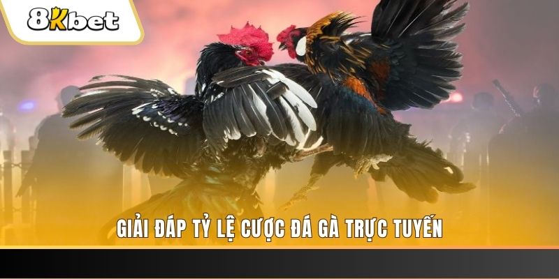 zbet trực tiếp đá gà thomo