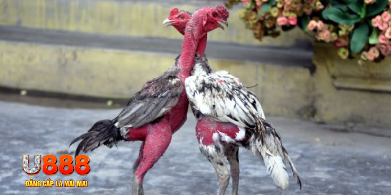zbet xổ số gia lai